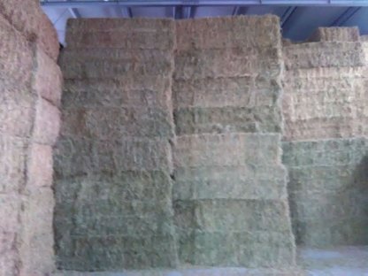 Bild 4:Luzerne QB 90er