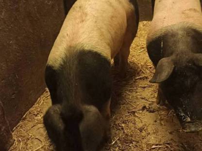 Bild 2:Schwäbisch Hällischer Eber