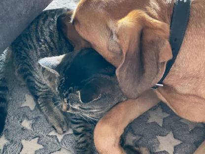 Bild 7:Broholmer Welpen - Dänischer Königshund