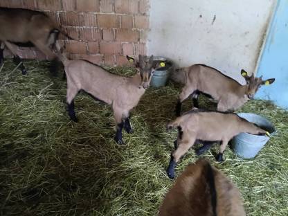 Männlich GGZ Kitze