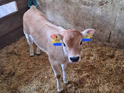 Grauvieh × Limousin