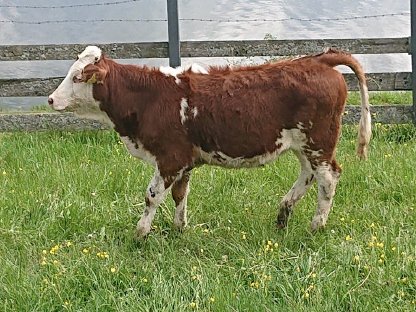 Weibliche Fresser