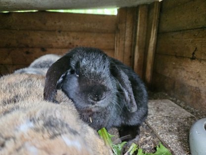 Zwergkaninchen zu vergeben