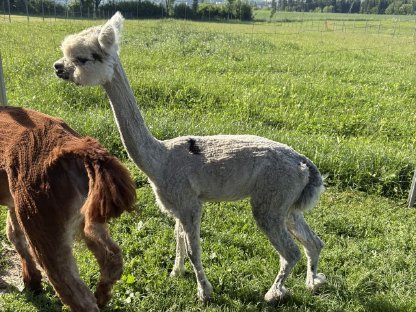 Bild 3:Alpaka Hengst (Appaloosa)