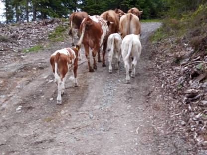 Bio Fleckvieh Sprungstier