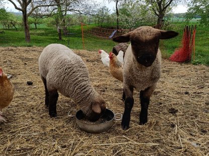 Bild 4:Shropshire Schafböcke Bocklämmer