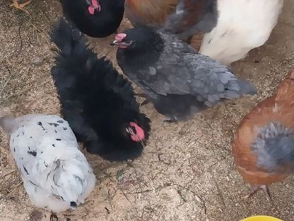 Vergebe bunte Gruppe Hühner