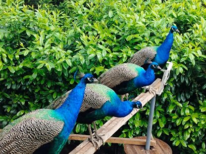 Blauer Pfau