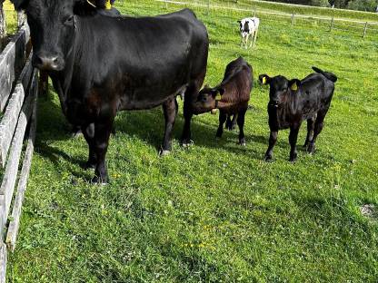 Bio Angus Kuh