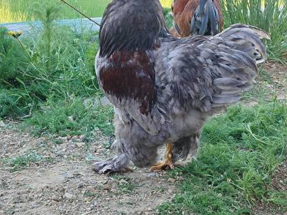 Bild 2:Zwerg Brahma Hahn