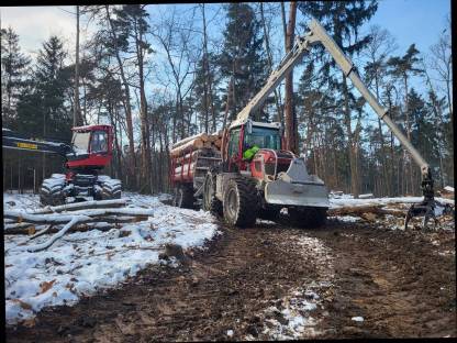 Bild 2:Holzschlägerung