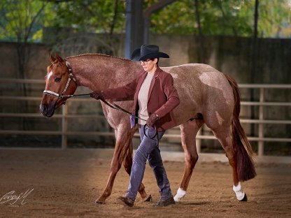 Quarter Horse + Paint Horse Deckhengst