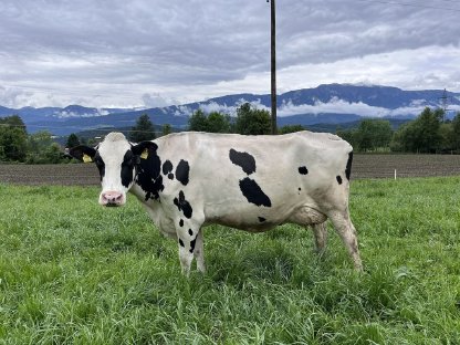 Holstein Kühe