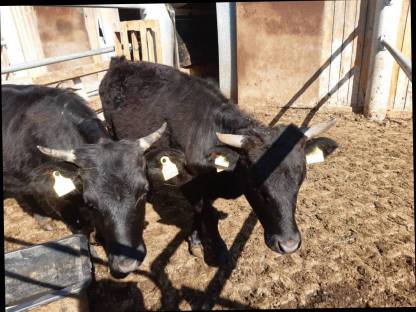 Bild 2:Dexter Kalbin