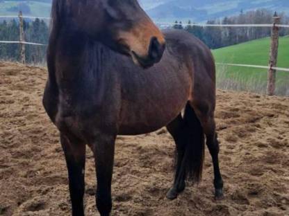 Deutsches Reitpony