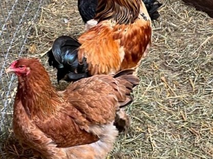 Bild 2:Rassehühner, Brahma, Araucana, Blumenhühner, Seidenhühner