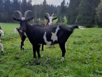 Tauernscheckenziege