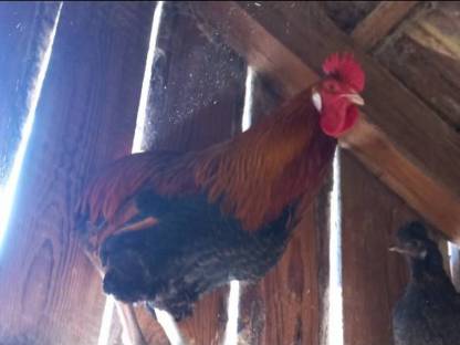 Araucana Hahn