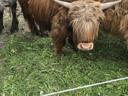 Hochlandrind Stier zu verkaufen