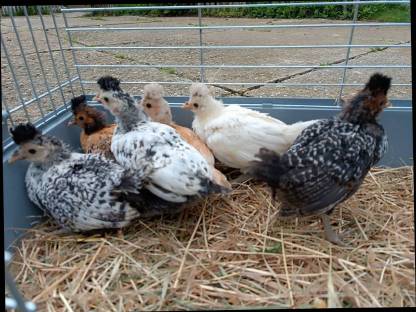 Appenzeller Spitzhauben Küken