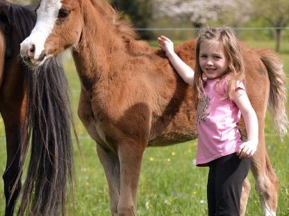 Bild 6:Reitpony Stutfohlen Vayana's Limoncella SP