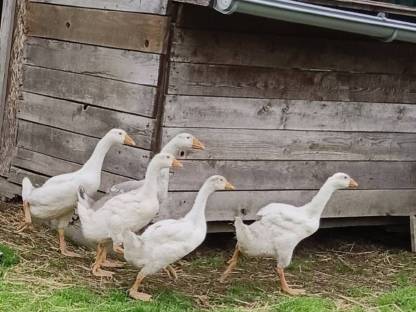 Gänse