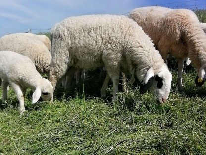 Bild 3:Verkaufe Kärntner Brillenschaf