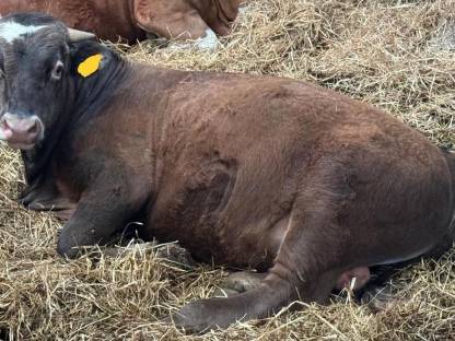 Angus Bio Stier