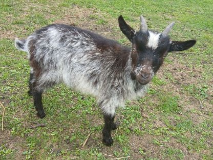 Bild 4:Schafe Lämmer, Ziegenkitze, Ziegenbock