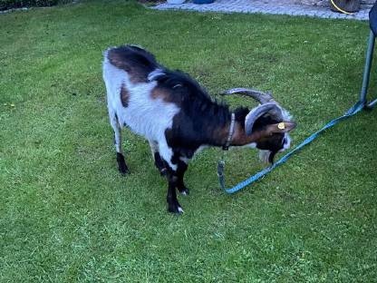 Tauernscheckenbock