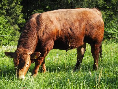 Bio Limo Sprungstier