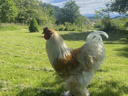 Brahma Hahn