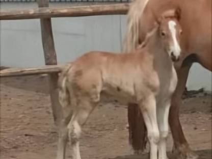Haflinger Stutfohlen