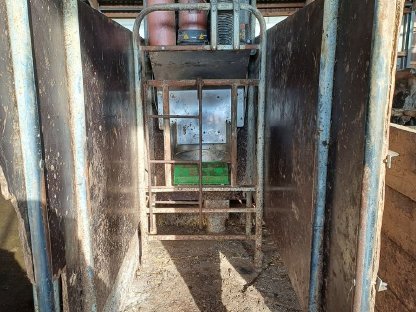 Bild 6:Melkstand, Sensorfütterung