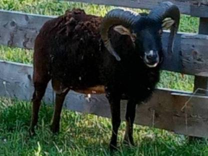 Soay-Schafe, Soayschafe