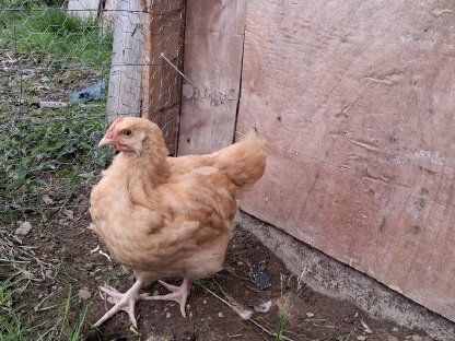 Orpington Junghahn