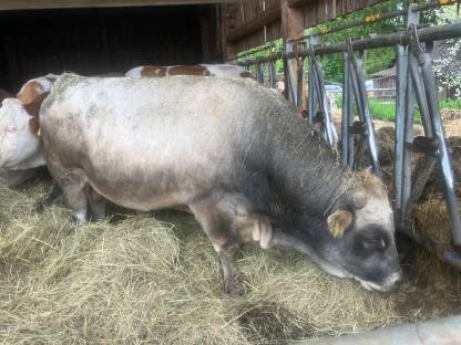 Murbodner Stier