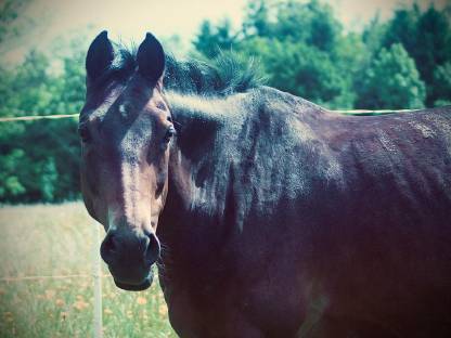 Bild 3:Deutsches Reitpony 13-jährig
