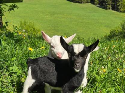 Mini-Zwergziegen