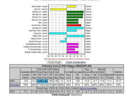 Bild 2:Yasufukustar Samen