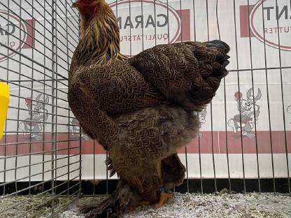 Bild 4:Brahma Bruteier