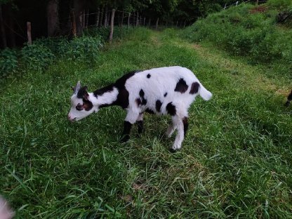 Bild 7:Ziegenkitze zu verkaufen