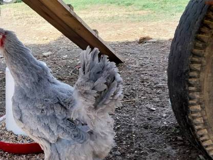 Brahma