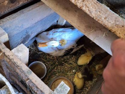 Enten,Gänse und Hühner