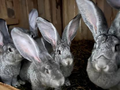 Deutsche Riesen Chinchillafarbig