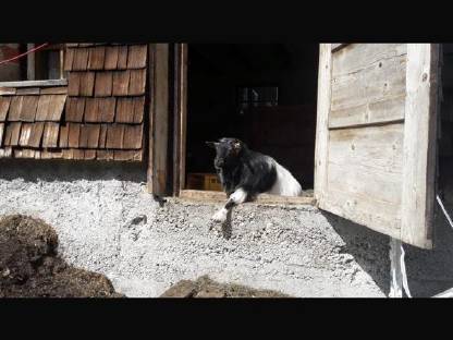 Bild 2:Zwergziegen zu verschenken