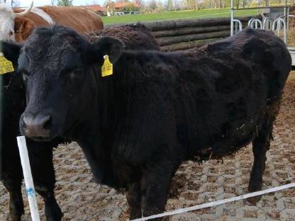 Bild 3:Aberdeen Angus