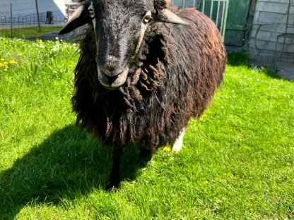 Krainer Steinschaf Widder Mian