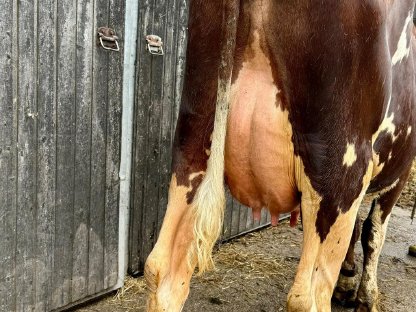 Bild 5:Holstein Kuh und RF Kalbinnen