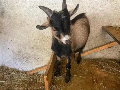 Bild 3:Zwergziegen zu verschenken